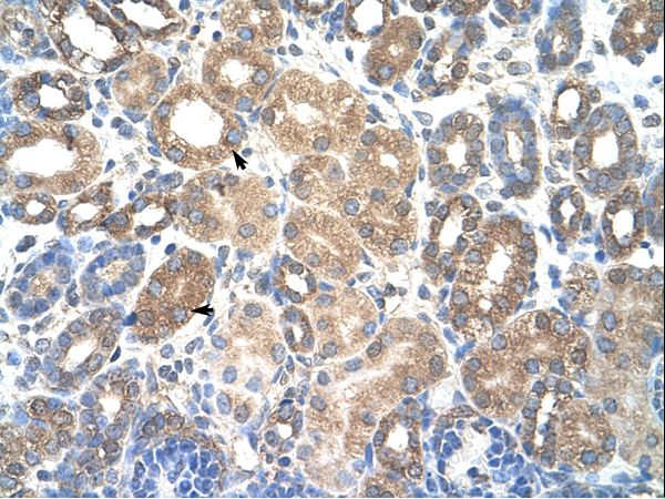 HSPBAP1 Antibody - HSPBAP1 antibody ARP39602_P050-NP_078886-HSPBAP1(HSPB (heat shock 27kDa) associated protein 1) Antibody was used in IHC to stain formalin-fixed, paraffin-embedded human kidney.  This image was taken for the unconjugated form of this product. Other forms have not been tested.
