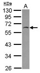 HSPBAP1 Antibody - Sample (30 ug of whole cell lysate) A: 293T 10% SDS PAGE HSPBAP1 antibody diluted at 1:500