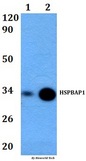 HSPBAP1 Antibody - Western blot of HSPBAP1 antibody at 1:500 dilution. Lane 1: HEK293T whole cell lysate. Lane 2: RAW264.7 whole cell lysate.