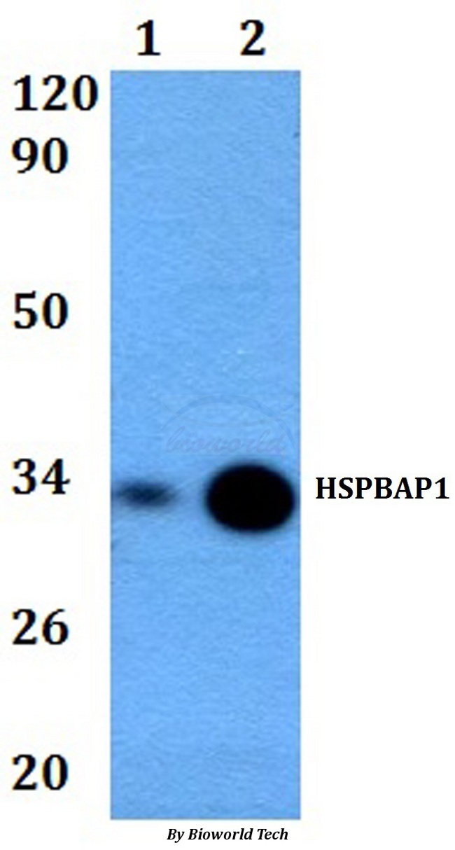 HSPBAP1 Antibody - Western blot of HSPBAP1 antibody at 1:500 dilution. Lane 1: HEK293T whole cell lysate. Lane 2: RAW264.7 whole cell lysate.