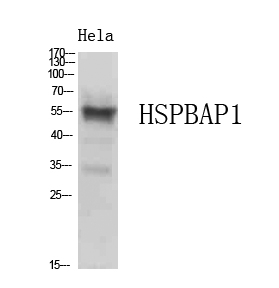 HSPBAP1 Antibody - Western blot analysis of extracts from HeLa cells, using HSPBAP1 Antibody.