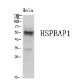 HSPBAP1 Antibody - Western blot analysis of extracts from HeLa cells, using HSPBAP1 Antibody.