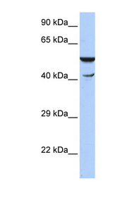 HSPBAP1 Antibody - HSPBAP1 antibody Western blot of HepG2 cell lysate. This image was taken for the unconjugated form of this product. Other forms have not been tested.
