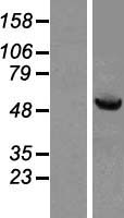 HSPBAP1 Protein - Western validation with an anti-DDK antibody * L: Control HEK293 lysate R: Over-expression lysate