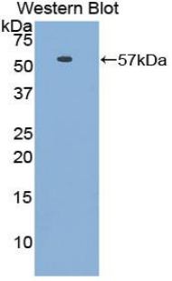 HSPBP1 Antibody - Western blot of recombinant HSPBP1.  This image was taken for the unconjugated form of this product. Other forms have not been tested.