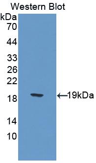 HSPBP1 Antibody - Western Blot; Sample: Recombinant HSPBP1, Rat.