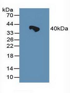 HSPBP1 Antibody - Western Blot; Sample: Rat Serum.
