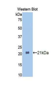 HSPBP1 Antibody - Western blot of recombinant HSPBP1.  This image was taken for the unconjugated form of this product. Other forms have not been tested.