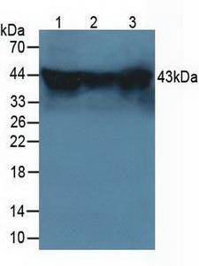 HSPBP1 Antibody - Western Blot; Sample: Lane1: Mouse Testis Tissue; Lane2: Mouse Brain Tissue; Lane3: Mouse Hela Cells.