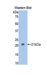 HSPBP1 Antibody - Western blot of recombinant HSPBP1.  This image was taken for the unconjugated form of this product. Other forms have not been tested.