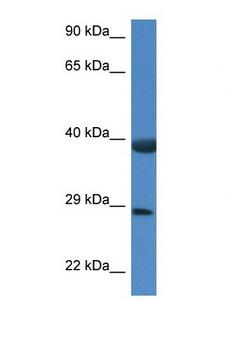HSPBP1 Antibody - HSPBP1 antibody Western blot of Rat Muscle lysate. Antibody concentration 1 ug/ml.  This image was taken for the unconjugated form of this product. Other forms have not been tested.
