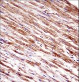 HSPBP1 Antibody - HSPBP1 Antibody immunohistochemistry of formalin-fixed and paraffin-embedded human heart tissue followed by peroxidase-conjugated secondary antibody and DAB staining.