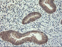 HSPBP1 Antibody - IHC of paraffin-embedded Human endometrium tissue using anti-HSPBP1 mouse monoclonal antibody. (Heat-induced epitope retrieval by 10mM citric buffer, pH6.0, 100C for 10min).