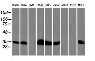 HSPBP1 Antibody - Western blot of extracts (35ug) from 9 different cell lines by using anti-HSPBP1 monoclonal antibody.