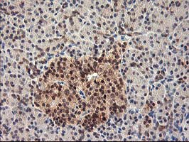HSPBP1 Antibody - IHC of paraffin-embedded Human pancreas tissue using anti-HSPBP1 mouse monoclonal antibody. (Heat-induced epitope retrieval by 10mM citric buffer, pH6.0, 100C for 10min).