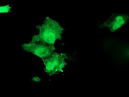 HSPBP1 Antibody - Anti-HSPBP1 mouse monoclonal antibody immunofluorescent staining of COS7 cells transiently transfected by pCMV6-ENTRY HSPBP1.