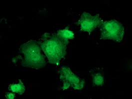 HSPBP1 Antibody - Anti-HSPBP1 mouse monoclonal antibody immunofluorescent staining of COS7 cells transiently transfected by pCMV6-ENTRY HSPBP1.