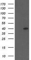 HSPBP1 Antibody - HEK293T cells were transfected with the pCMV6-ENTRY control (Left lane) or pCMV6-ENTRY HSPBP1 (Right lane) cDNA for 48 hrs and lysed. Equivalent amounts of cell lysates (5 ug per lane) were separated by SDS-PAGE and immunoblotted with anti-HSPBP1.