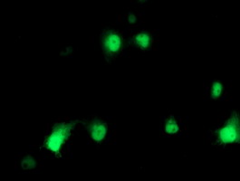 HSPBP1 Antibody - Anti-HSPBP1 mouse monoclonal antibody immunofluorescent staining of COS7 cells transiently transfected by pCMV6-ENTRY HSPBP1.