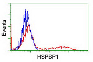 HSPBP1 Antibody - HEK293T cells transfected with either overexpress plasmid (Red) or empty vector control plasmid (Blue) were immunostained by anti-HSPBP1 antibody, and then analyzed by flow cytometry.