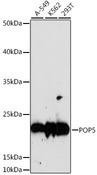 HSPC004 / POP5 Antibody - Western blot analysis of extracts of various cell lines using POP5 Polyclonal Antibody at dilution of 1:1000.