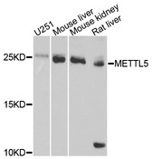 HSPC133 / METTL5 Antibody - Western blot analysis of extracts of various cell lines.