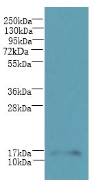 HSPC176 / TRAPPC2L Antibody - Western blot. All lanes: TRAPPC2L antibody at 5 ug/ml+ Mouse kidney tissue Goat polyclonal to rabbit at 1:10000 dilution. Predicted band size: 16 kDa. Observed band size: 16 kDa.
