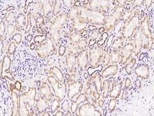 HSPC176 / TRAPPC2L Antibody - Immunochemical staining of human TRAPPC2L in human kidney with rabbit polyclonal antibody at 1:500 dilution, formalin-fixed paraffin embedded sections.