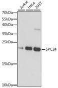 HSpc24 / SPBC24 Antibody - Western blot analysis of extracts of various cell lines using SPC24 Polyclonal Antibody at dilution of 1:1000.