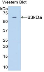 HSPD1 / HSP60 Antibody - Western blot of recombinant HSPD1 / HSP60.  This image was taken for the unconjugated form of this product. Other forms have not been tested.