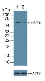 HSPD1 / HSP60 Antibody - Knockout Varification: Lane 1: Wild-type A549 cell lysate; Lane 2: HSPD1 knockout A549 cell lysate; Predicted MW: 17,61kd Observed MW: 58kd Primary Ab: 1µg/ml Rabbit Anti-Human HSPD1 Antibody Second Ab: 0.2µg/mL HRP-Linked Caprine Anti-Rabbit IgG Polyclonal Antibody