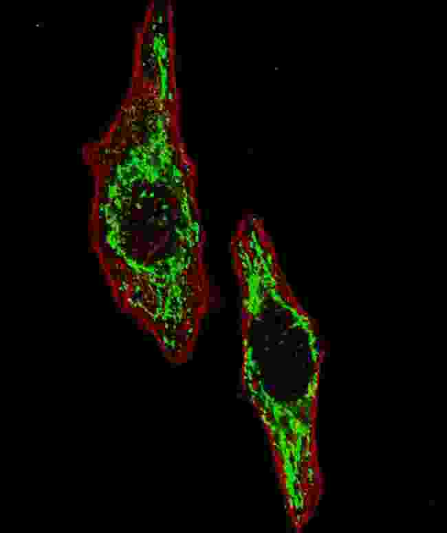 HSPD1 / HSP60 Antibody - Fluorescent image of U251 cells stained with HSPD1 antibody. U251 cells were fixed with 4% PFA (20 min), permeabilized with Triton X-100 (0.2%, 30 min). Cells were then incubated HSPD1 primary antibody (1:100, 2 h at room temperature). For secondary antibody, Alexa Fluor 488 conjugated donkey anti-rabbit antibody (green) was used (1:1000, 1h). Cytoplasmic actin was counterstained with Alexa Fluor 555 (red) conjugated Phalloidin (5.25 mu M, 25 min). Pictures were taken on a Biorevo microscope (BZ-900, Keyence). Note the highly specific localization of the HSPD1 mainly to the mitochondria, supported by Human Protein Atlas Data (http://www.proteinatlas.org/ENSG00000144381).