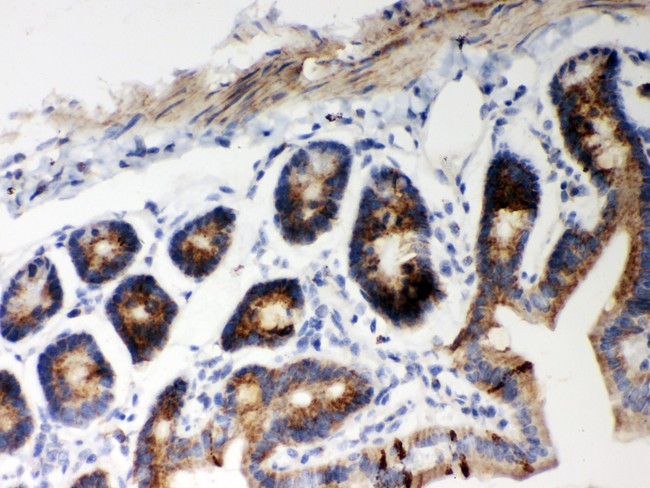 HSPD1 / HSP60 Antibody - Hsp60 antibody IHC-paraffin: Mouse Intestine Tissue.
