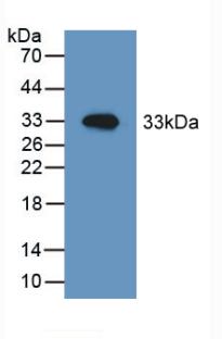 HSPD1 / HSP60 Antibody - Western Blot; Sample: Recombinant HSPD1, Mouse.