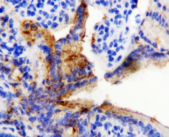 HSPD1 / HSP60 Antibody - IHC-P: HSP60 antibody testing of rat intestine tissue