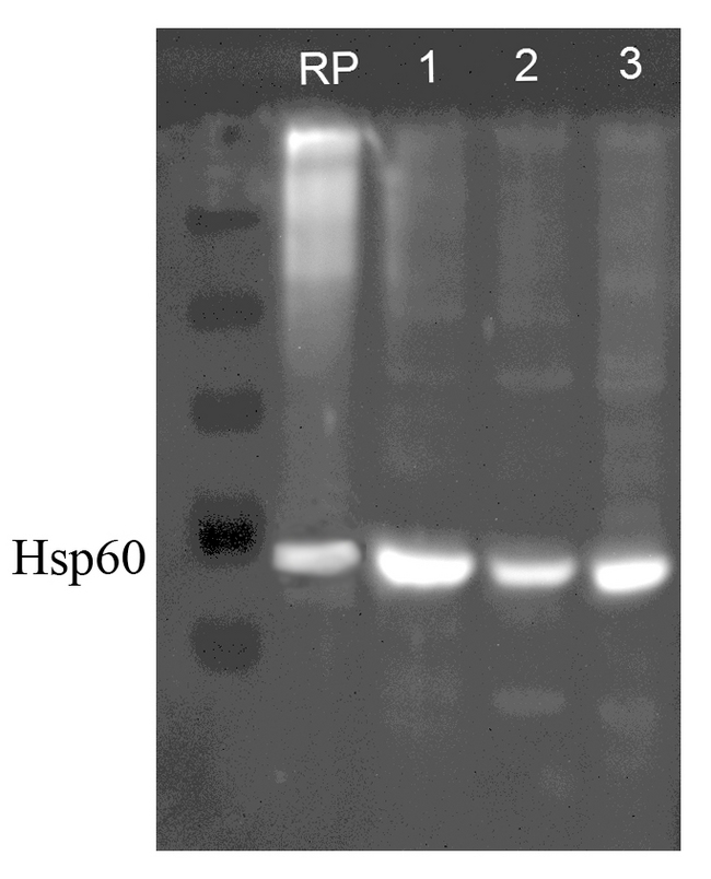 HSPD1 / HSP60 Antibody - Western blot analysis of Hsp60 using a 1:1000 dilution of HSPD1 / HSP60 antibody. Lane 1: Recombinant Human Hsp60 (100ng), Lane2, 3 and 4: SKBR3 lysate (human), MDCK lysate (dog) and MEF lysate (mouse) (al at 7.5 ug).  This image was taken for the unconjugated form of this product. Other forms have not been tested.