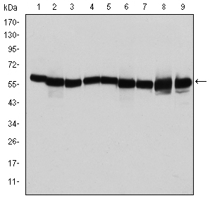 HSPD1 / HSP60 Antibody - Western blot using HSP60 mouse monoclonal antibody against T47D (1), HeLa (2), HepG2 (3), A549 (4), Jurkat (5), HEK293 (6), NIH/3T3 (7), PC-12 (8) and Cos7 (9) cell lysate.
