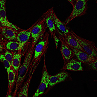 HSPD1 / HSP60 Antibody - Immunofluorescence of 3T3-L1 cells using HSP60 mouse monoclonal antibody (green). Blue: DRAQ5 fluorescent DNA dye. Red: Actin filaments have been labeled with Alexa Fluor-555 phalloidin.