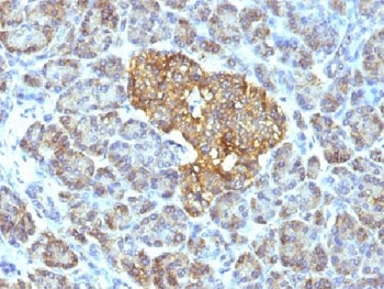 HSPD1 / HSP60 Antibody - IHC testing of FFPE human pancreas with HSP60 antibody (clone GROEL/730).  This image was taken for the unmodified form of this product. Other forms have not been tested.