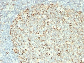 HSPD1 / HSP60 Antibody - IHC testing of FFPE human tonsil with HSP60 antibody (clone GROEL/730).  This image was taken for the unmodified form of this product. Other forms have not been tested.