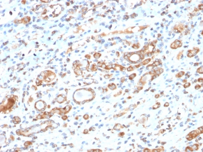 HSPD1 / HSP60 Antibody - Formalin-fixed, paraffin-embedded human Liver stained with HSP60 Rabbit Recombinant Monoclonal Antibody (HSPD1/2206R).