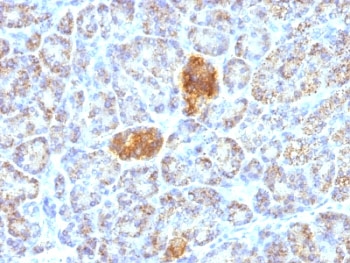 HSPD1 / HSP60 Antibody - Formalin-fixed, paraffin-embedded human pancreas stained with HSP60 antibody (HSPD1/780).  This image was taken for the unmodified form of this product. Other forms have not been tested.