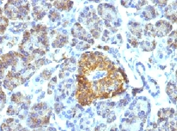 HSPD1 / HSP60 Antibody - IHC testing of FFPE pancreas tissue with HSP60 antibody