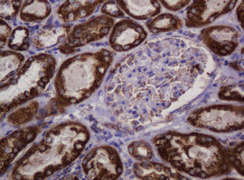 HSPD1 / HSP60 Antibody - IHC of paraffin-embedded Human Kidney tissue using anti-HSPD1 mouse monoclonal antibody.