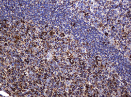 HSPD1 / HSP60 Antibody - IHC of paraffin-embedded Human tonsil using anti-HSPD1 mouse monoclonal antibody.