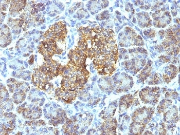 HSPD1 / HSP60 Antibody - Formalin-fixed, paraffin-embedded human pancreas stained with anti-HSP60 antibody (SPM253).  This image was taken for the unmodified form of this product. Other forms have not been tested.