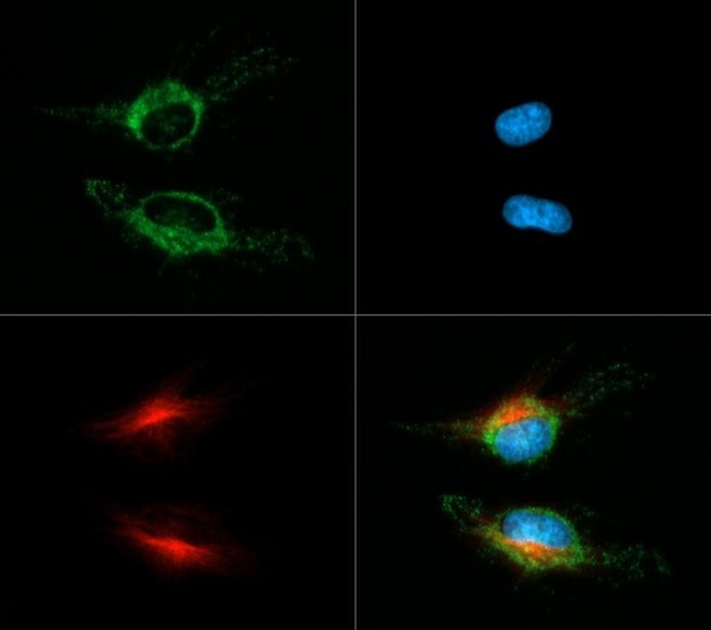 HSPD1 / HSP60 Antibody - Immunocytochemistry/Immunofluorescence: Hsp60 Antibody - Hsp60 antibody was tested in HeLa cells with Dylight 488 (green). Nuclei and alpha-tubulin were counterstained with DAPI (blue) and Dylight 550 (red).  This image was taken for the unconjugated form of this product. Other forms have not been tested.