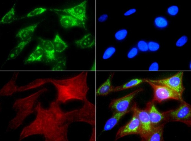 HSPD1 / HSP60 Antibody - Immunocytochemistry/Immunofluorescence: Hsp60 Antibody - Antibody was tested in HeLa cells with FITC (green). Nuclei and actin were counterstained with DAPI (blue) and Phalloidin (red).  This image was taken for the unconjugated form of this product. Other forms have not been tested.