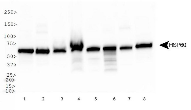 HSPD1 / HSP60 Antibody - Western Blot: Hsp60 Antibody - Analysis of HSP60 in: 1. HeLa, 2. HepG2, 3. NIH/3T3, 4. Jurkat, 5. CHO, 6. A431, 7. PC12 and 8. COS7.  This image was taken for the unconjugated form of this product. Other forms have not been tested.