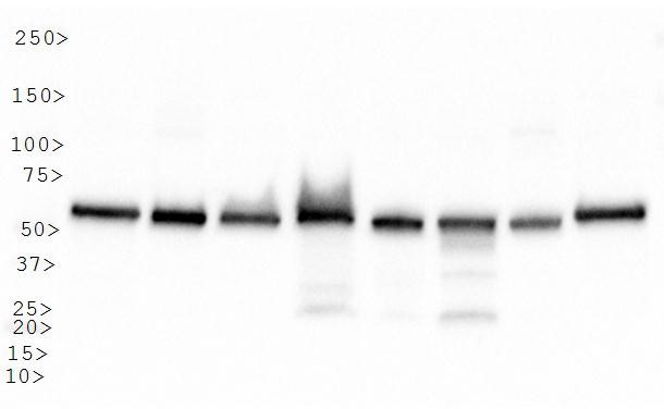HSPD1 / HSP60 Antibody - Western Blot: Hsp60 Antibody - Analysis of HSP60 in: 1. HeLa, 2. HepG2, 3. NIH/3T3, 4. Jurkat, 5. CHO, 6. A431, 7. PC12 and 8. COS7.  This image was taken for the unconjugated form of this product. Other forms have not been tested.